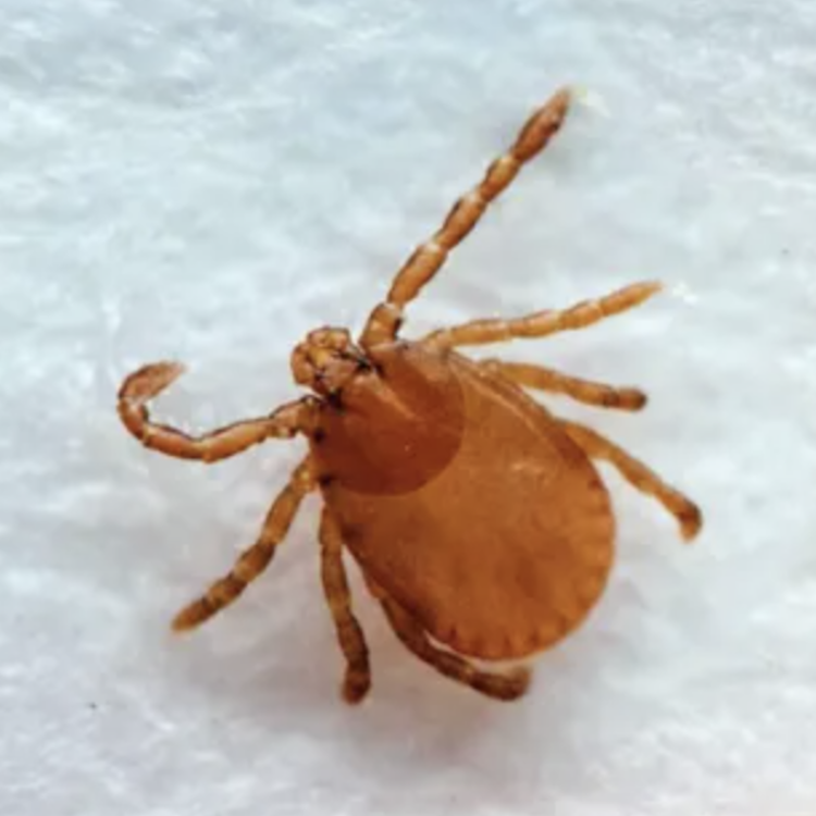 Asian Longhorned Tick found on North Georgia cow